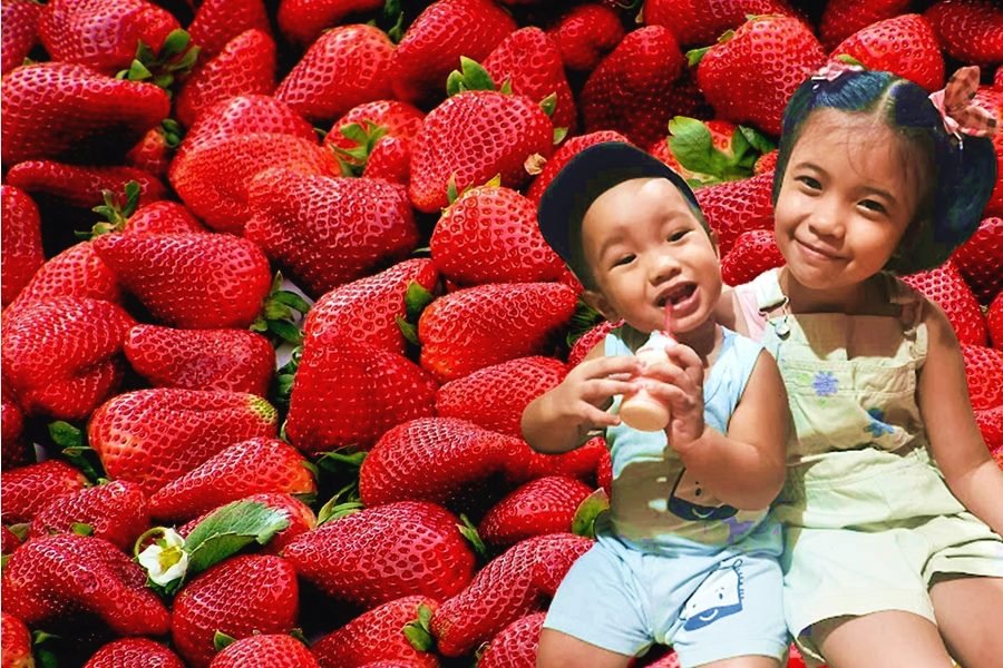 Health Benefits of Strawberries | Fragaria ananassa for Kids