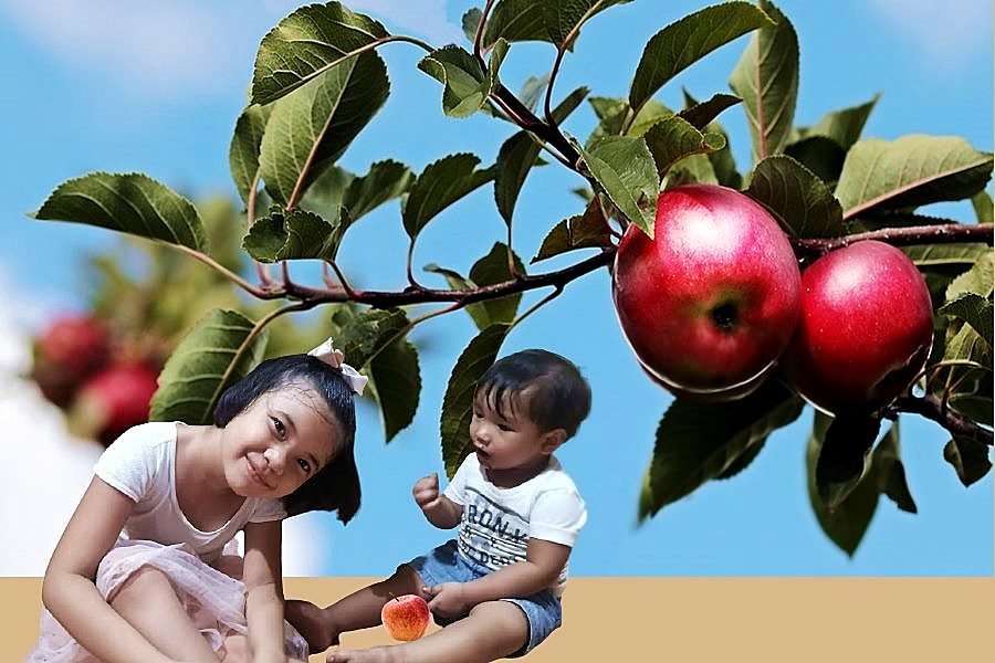 Apples Benefits for Babies and Kids | Malus Domestica