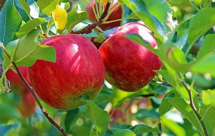 Apples Benefits for Babies and Kids | Malus Domestica
