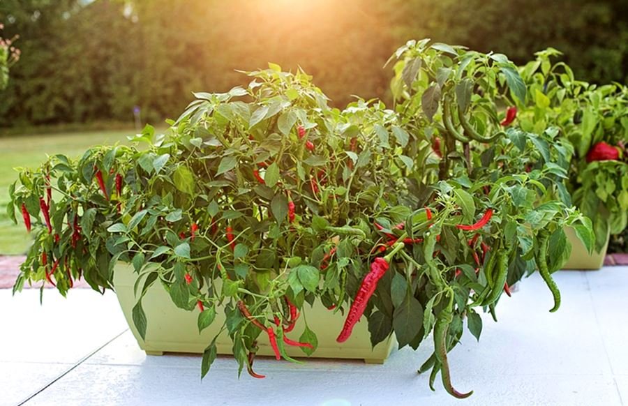 Container Vegetable Gardening 