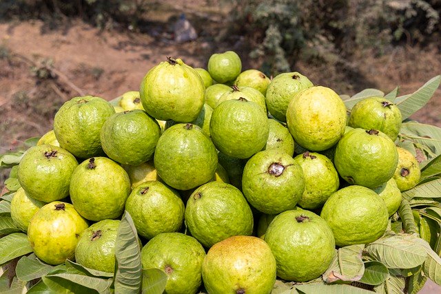Guava Health Benefits for Kids | The Sweet, Nutritious Delight