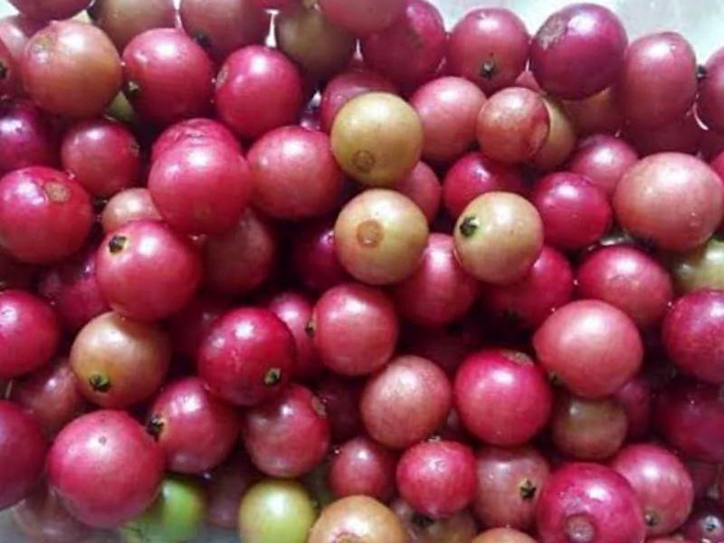 Kerson Fruit Benefits for Kids [ Aratiles ] | Muntingia calabura