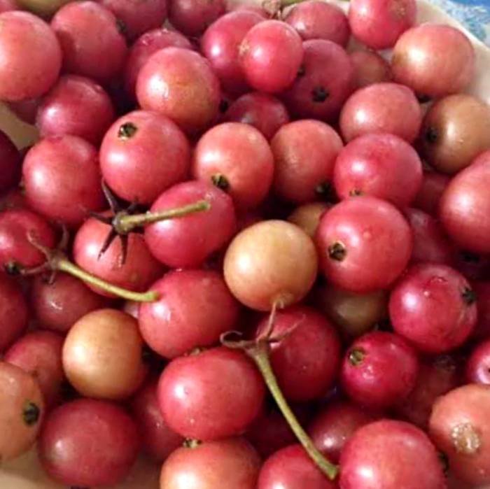 Kerson Fruit Benefits for Kids [ Aratiles ] | Muntingia calabura