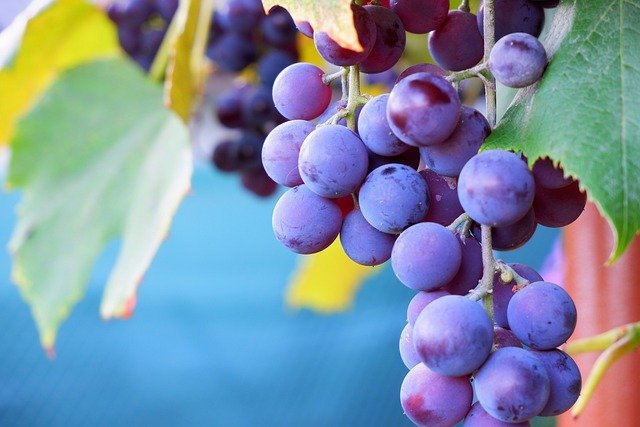 Grapes Health Benefits for Kids : A Mother's Journey to Nourishing Her Kids