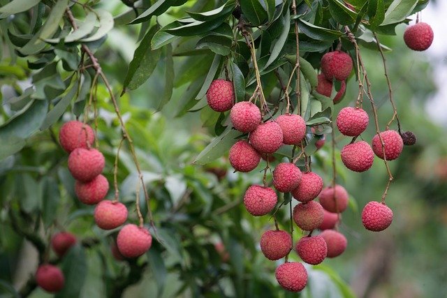 Lychee Health Benefits for Kids: A Sweet and Nutritious Delight