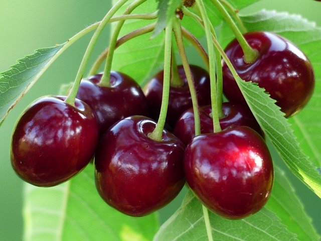 Cherries Health Benefits for Kids and Adults